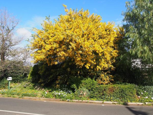 1. Wattle tree a.jpg