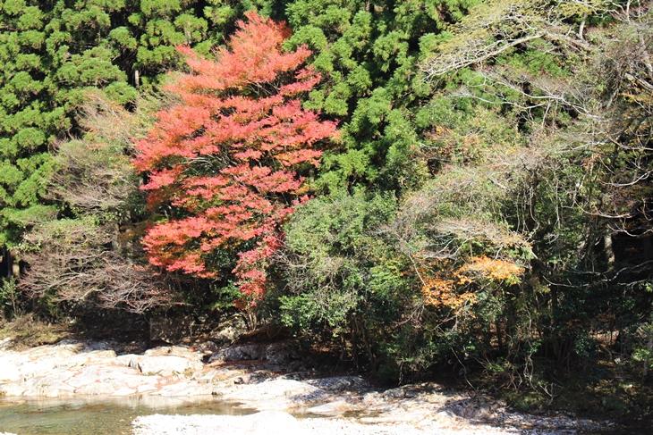 川沿いの紅葉.JPG