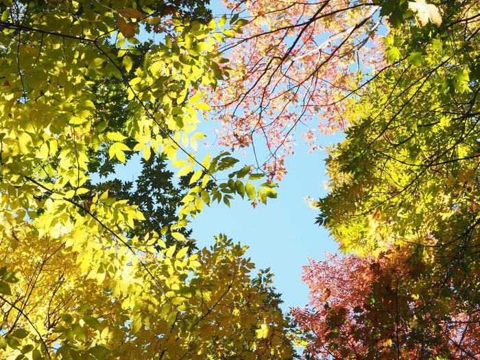 autumncolors_1.jpg