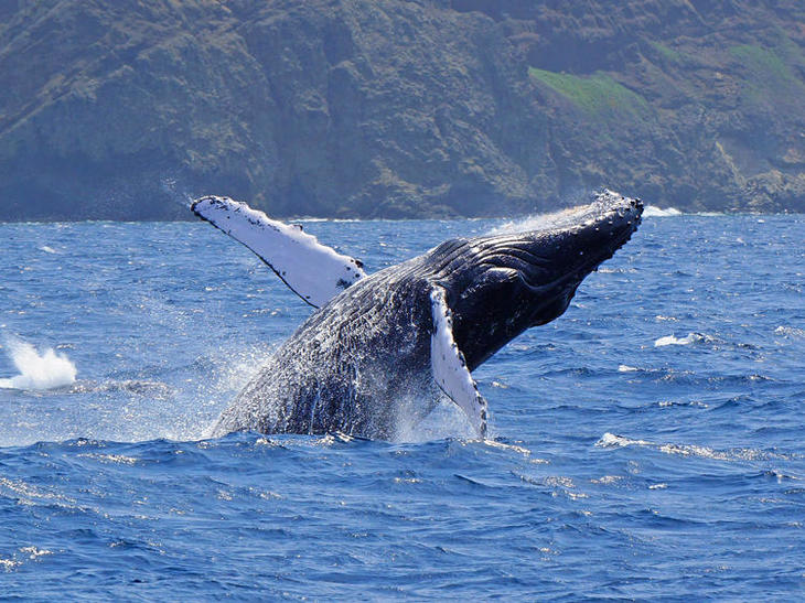 ザトウクジラの迫力あるブリーチング 