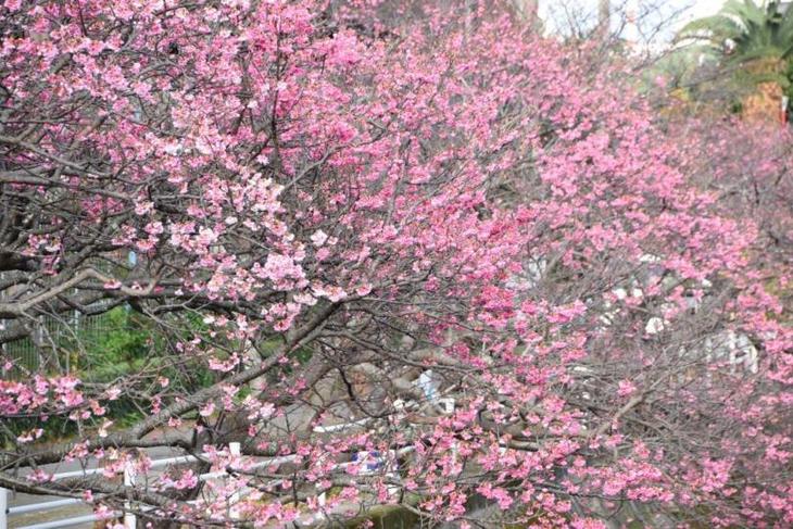 (2728)★振袖★ こげ茶色地にピンクの桜♥︎