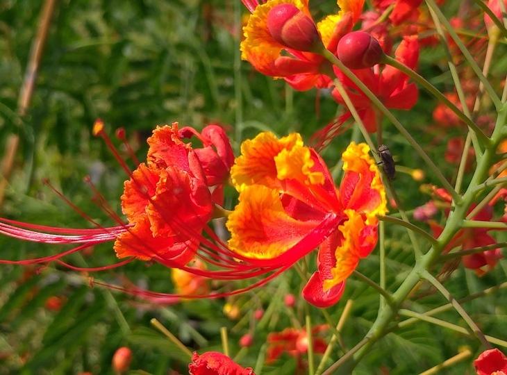 沖縄市の大植木市 花 果樹 観葉植物を手頃な価格で 地球の歩き方