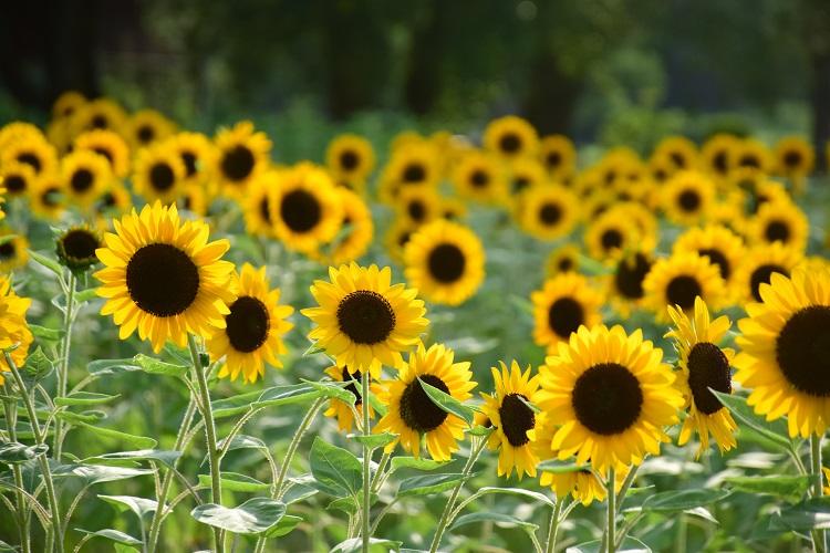 夏の花といえばヒマワリ 万博記念公園で楽しもう 地球の歩き方