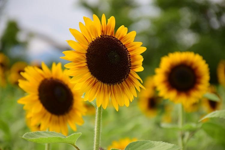 26品種100本の夏の花 万博記念公園でヒマワリ 見頃 です 地球の歩き方