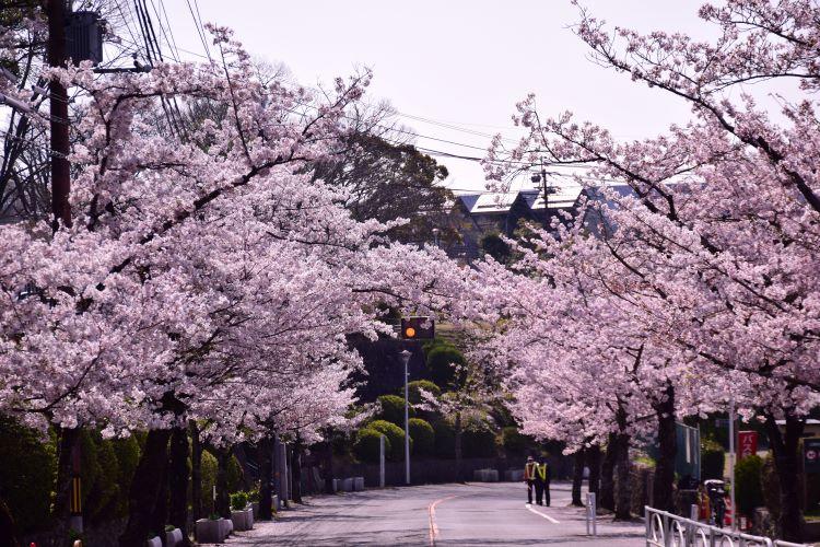 池田市の五月山公園の桜満開です 地球の歩き方