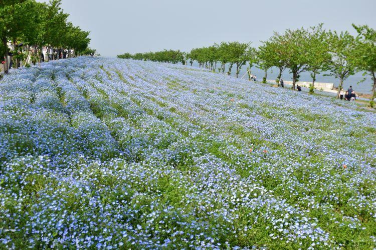 ブルーに染まる100万株の青い花 舞洲のネモフィラ祭りレポート | 地球