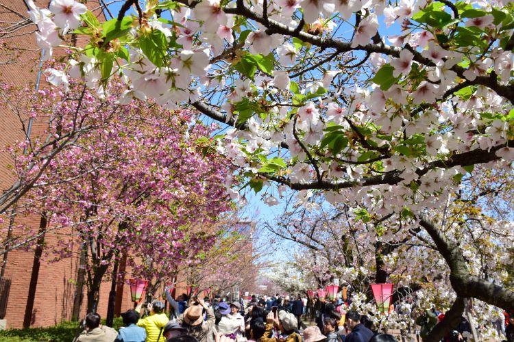 造幣局の桜の通り抜けwebにて入場申込受付中です | 地球の歩き方