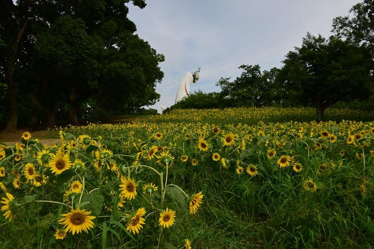 26品種100本の夏の花 万博記念公園でヒマワリ 見頃 です 地球の歩き方