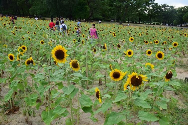 ７ ２０ 土 から万博記念公園でひまわりフェスタ開催されます 地球の歩き方