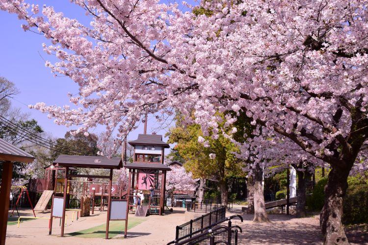 池田市の五月山公園の桜満開です 地球の歩き方