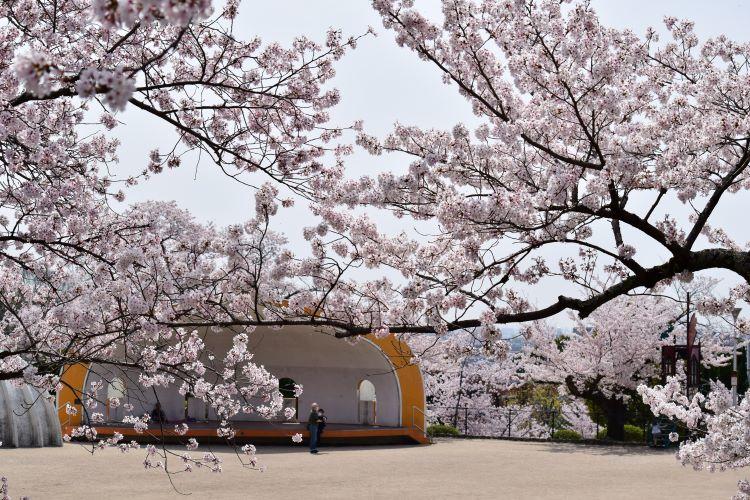 池田市の五月山公園の桜満開です 地球の歩き方