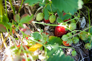 strawberry_oso_2013-2.JPG