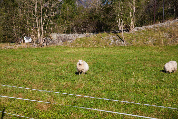 hardangerfjord_asakiabumi-4913.jpg