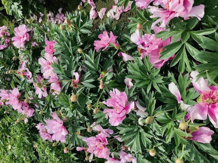今がピーク 写真撮影にも人気の芍薬庭園 地球の歩き方