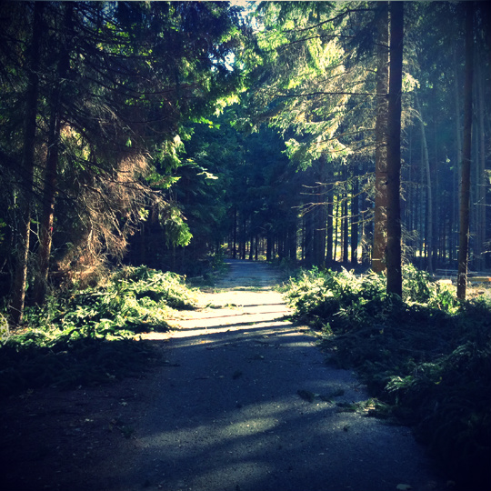森の道.JPGのサムネール画像