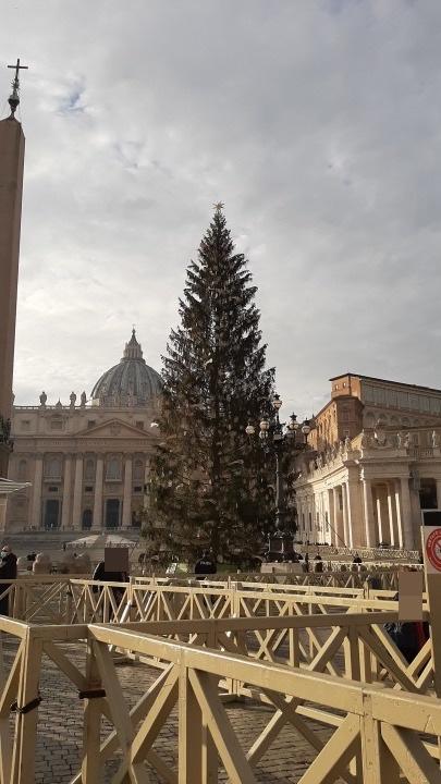 sanpietro-albero-ed.jpg