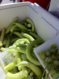 mediterniancucumbers.jpg