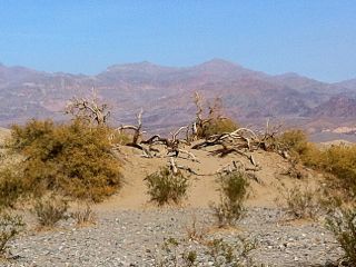 mesquiteflatsanddunes.jpg