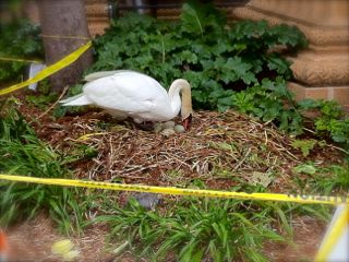 swan&5eggs.jpg