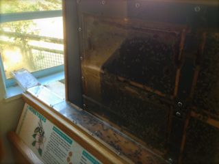 honeybees:s.jpg