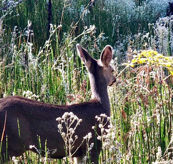 Y動物 181010 Moriposa,Yosemite_80.JPG