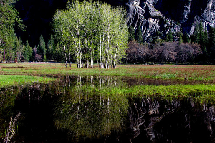 YYV 190424-1 ahwahnee meadow,ヨセミテ 16qx.jpg