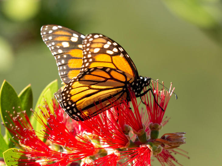 220121-m7 BottleBrush,MonarchButterfly,PacificGrove_77.jpg