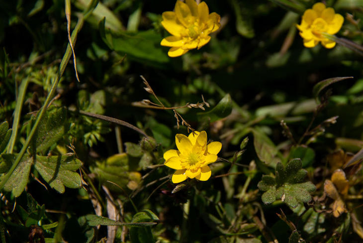 220428-TB ButterCup,TomalesPointTrail_095.jpg