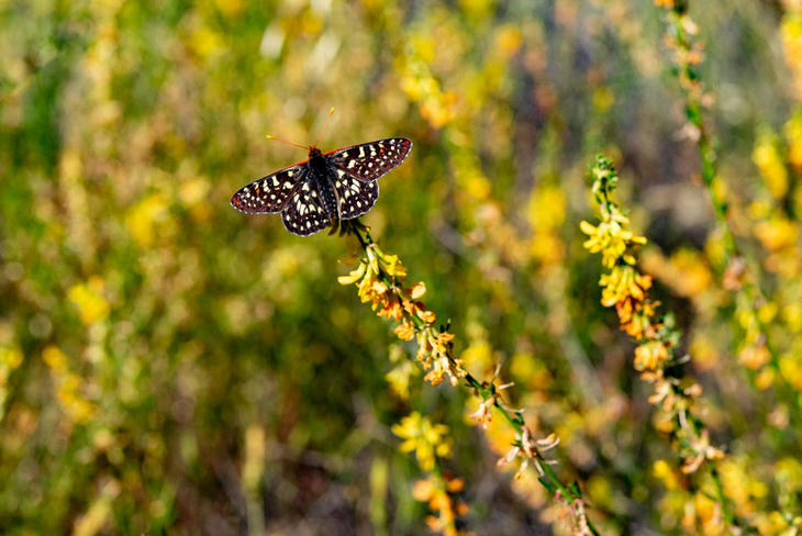 220522-BC Checkerspot,Butterfly,FoothillOS_30x.jpg