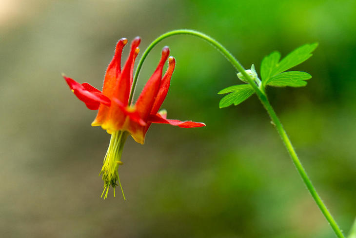 220522-CC Crimson columbine,FoothillOS_92x.jpg