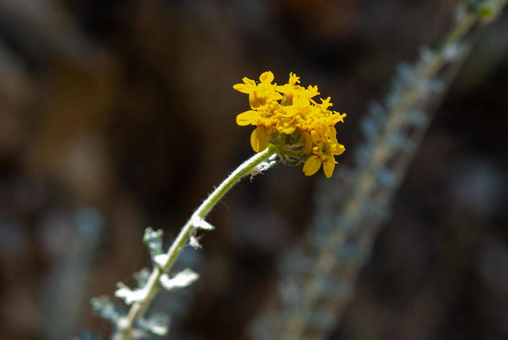 220522-GY GoldenYarrow,FoothillOS_43x.jpg