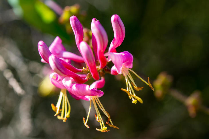 220522-HO Honeysuckle,FoothillOS_15x.jpg