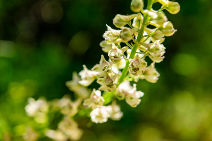 220522-SH SeasideHeliotrope,FoothillOS_88x.jpg