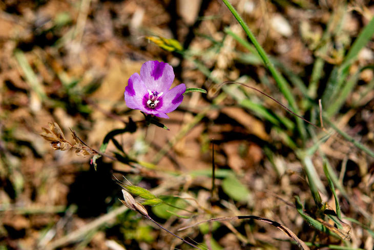 220522-WC WincupClarkia,FoothillOS_73x.jpg