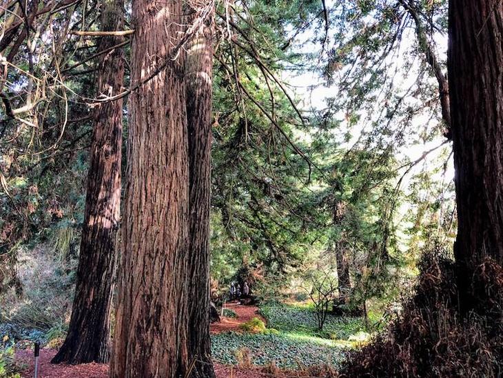 Redwood2.jpg