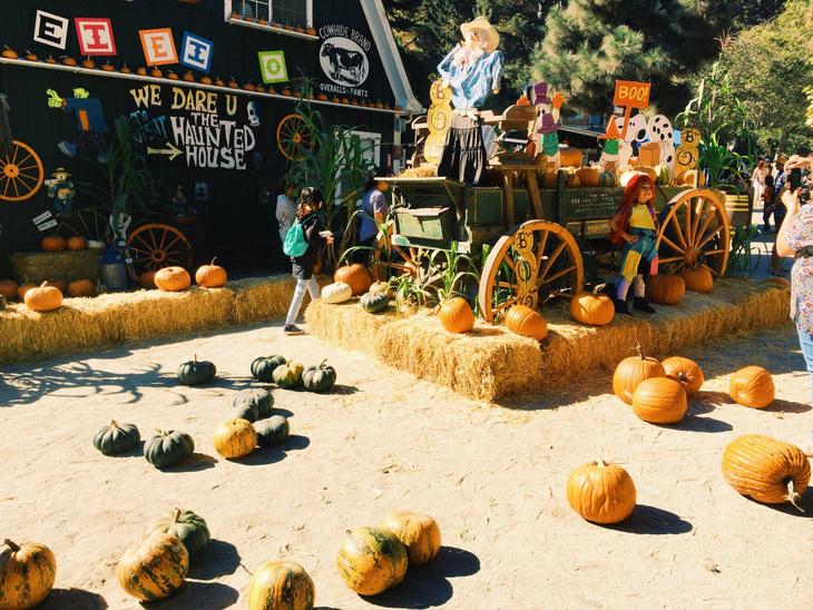 16_Pumpkin patch_01.jpg