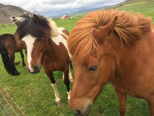 Iceland_horses.jpg