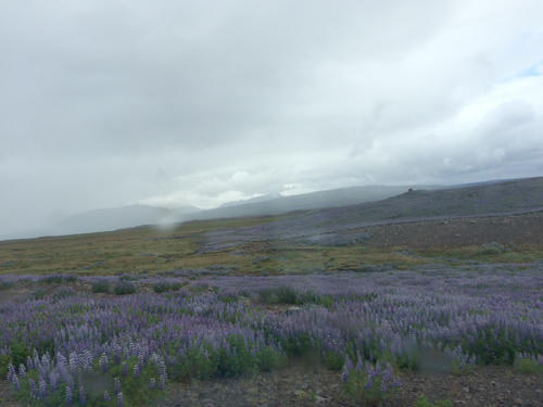 Iceland_purple_flowers.jpg