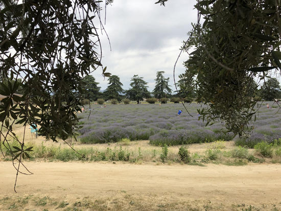 LavenderFes_lavender_field01.jpg