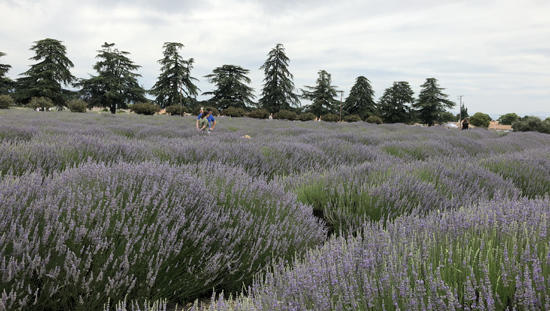 LavenderFes_lavender_field02.jpg