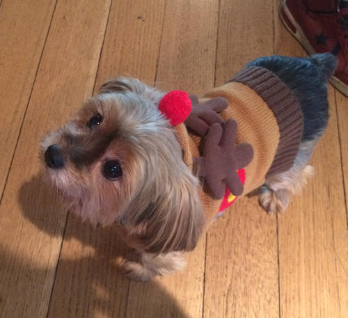 Xmas_dog_with_costume.jpg