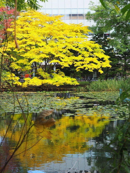 7_yellowleaves and pond.JPG