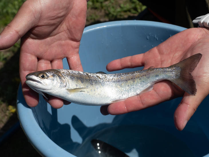 釣り堀いざわ（北海道日高町）