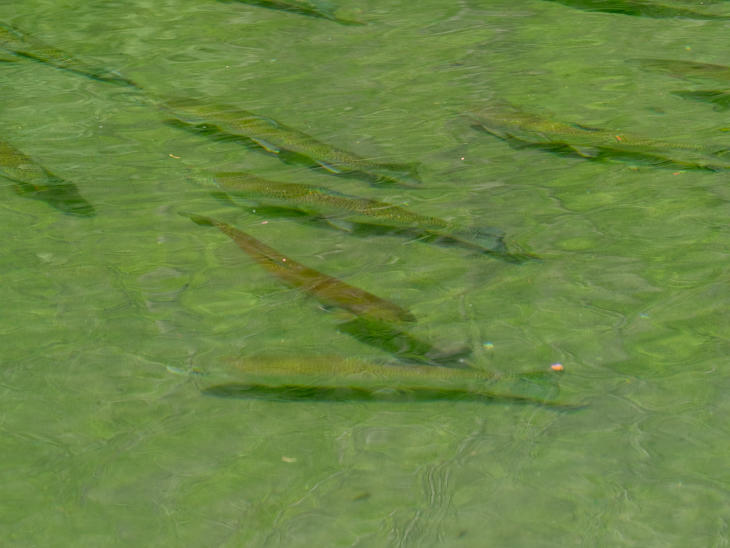 釣り堀いざわ（北海道日高町）