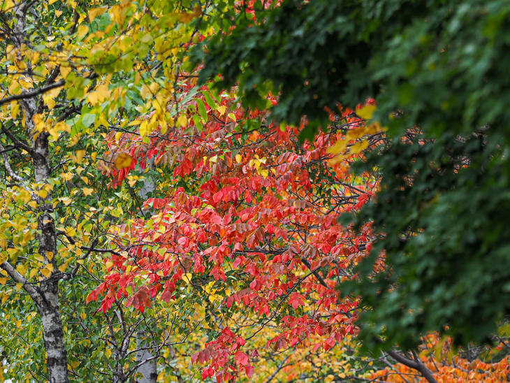 11_autumnfoliage_PA150228.jpg