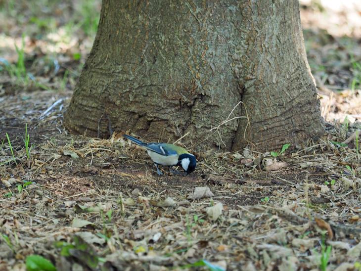 6_coaltit_PA210374.jpg