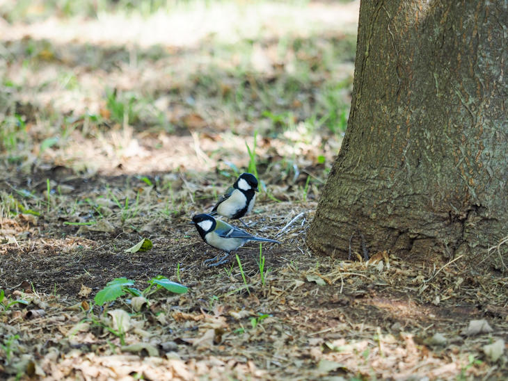 7_coaltit_PA210384.jpg