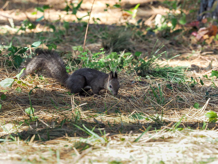 9_squirrel_PA210559.jpg