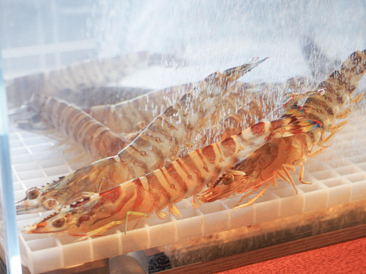 8_prawn_PC080039.jpg