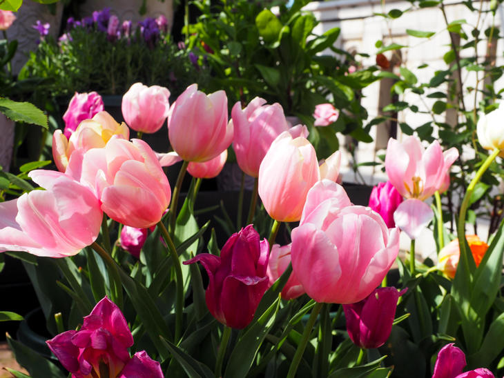 18_tulips_P4190004.jpg